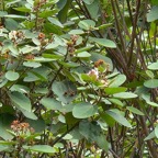 29 Dombeya ficulnea Mahot Malvaceae ENDEMIQUE La Réunion .jpeg