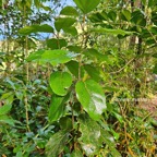 30 Ocotea obtusata Cannelle marron Lauraceae ENDEMIQUE La Réunion, Maurice .jpeg