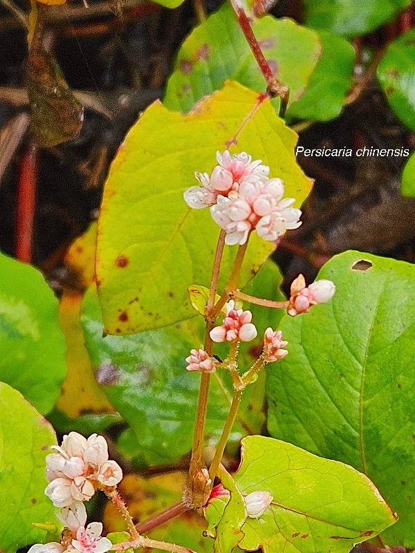 31 Persicaria chinensis Polygonaceae AMPHINATURALISE ENVAHISSANT .jpeg