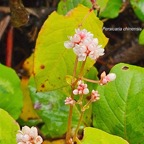 31 Persicaria chinensis Polygonaceae AMPHINATURALISE ENVAHISSANT .jpeg