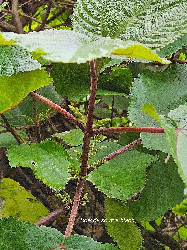 32 Boehmeria stipularis Bois de source blanc Urticaceae ENDEMIQUE La Réunion .jpeg