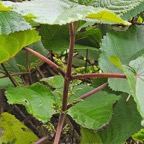 32 Boehmeria stipularis Bois de source blanc Urticaceae ENDEMIQUE La Réunion .jpeg