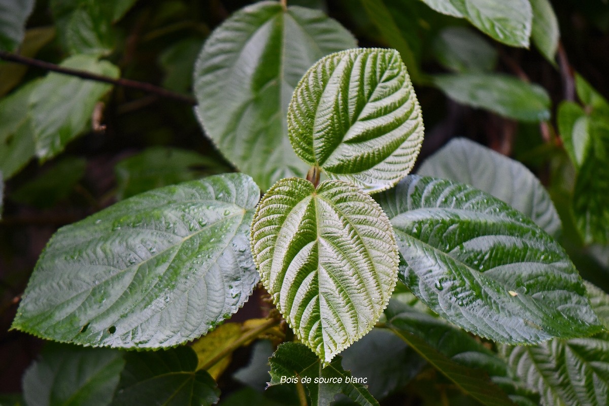 33 Boehmeria stipularis Bois de source blanc Urticaceae ENDEMIQUE La Réunion .jpeg