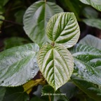 33 Boehmeria stipularis Bois de source blanc Urticaceae ENDEMIQUE La Réunion .jpeg