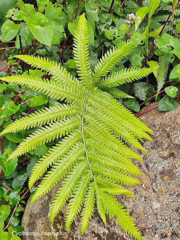 34 Cyclosorus interruptus Thelypteridaceae INDIGENE La Réunion .jpeg