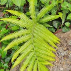34 Cyclosorus interruptus Thelypteridaceae INDIGENE La Réunion .jpeg