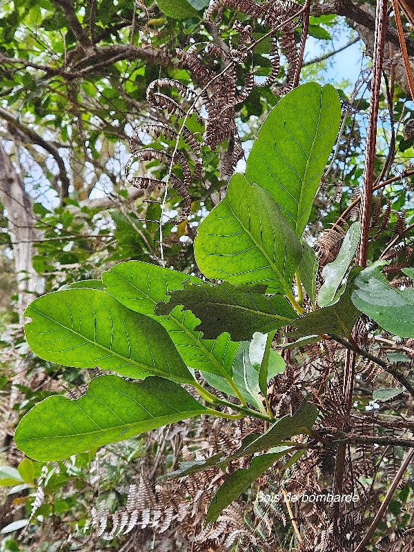 35 bis Tambourissa elliptica Bois de bombarde Monimiaceae ENDEMIQUE La Réunion .jpeg