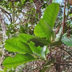 35 bis Tambourissa elliptica Bois de bombarde Monimiaceae ENDEMIQUE La Réunion .jpeg