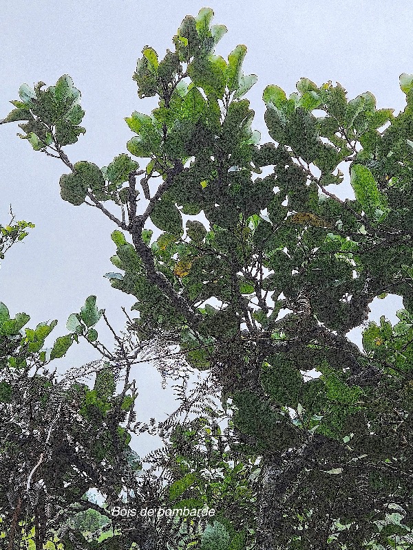 35 Tambourissa elliptica Bois de bombarde Monimiaceae ENDEMIQUE La Réunion .jpeg