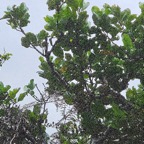 35 Tambourissa elliptica Bois de bombarde Monimiaceae ENDEMIQUE La Réunion .jpeg