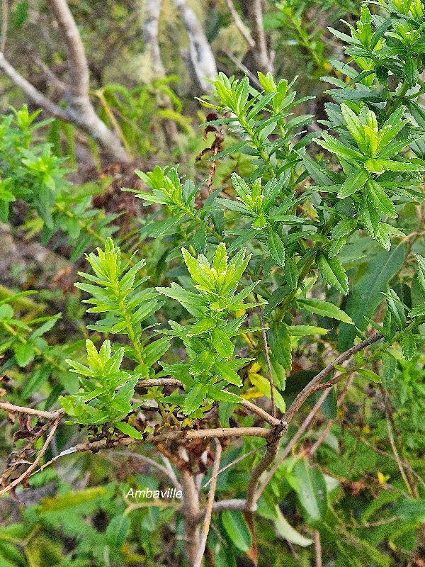 36 Hubertia ambavilla  Ambaville Asteraceae ENDEMIQUE La Réunion, Maurice .jpeg
