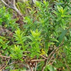36 Hubertia ambavilla  Ambaville Asteraceae ENDEMIQUE La Réunion, Maurice .jpeg
