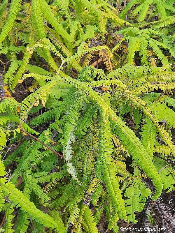 37 Sticherus flagellaris Gleicheniaceae INDIGENE La Réunion .jpeg