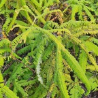 37 Sticherus flagellaris Gleicheniaceae INDIGENE La Réunion .jpeg