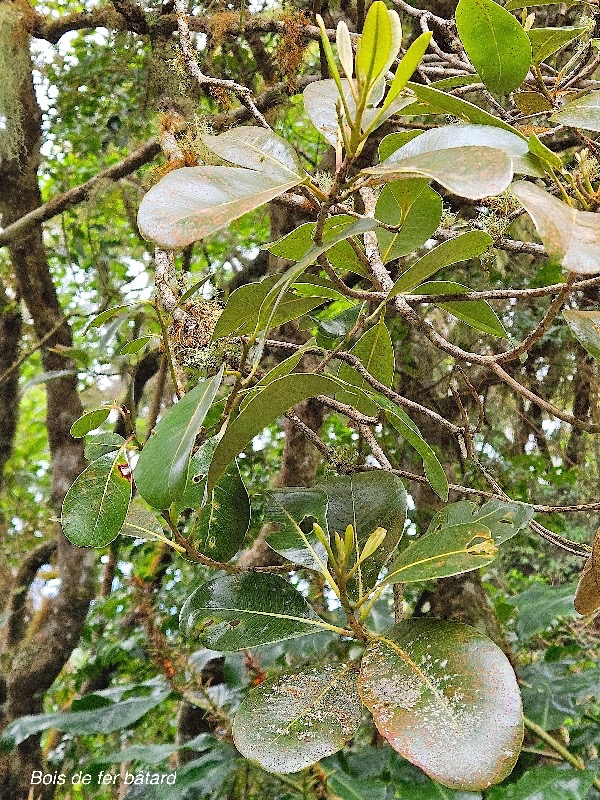38 Sideroxylon borbonicum Bois de fer bâtard Sapotaceae ENDEMIQUE La Réunion .jpeg