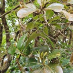 38 Sideroxylon borbonicum Bois de fer bâtard Sapotaceae ENDEMIQUE La Réunion .jpeg