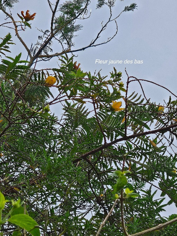 39 Hypericum lanceolatum subsp lanceolatum Fleur jaune des bas Hypericaceae INDIGENE La Réunion .jpeg