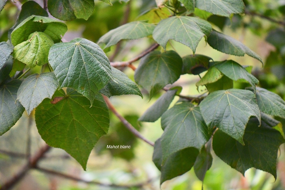 40 Dombeya ciliata Mahot blanc Malvaceae ENDEMIQUE La Réunion .jpeg