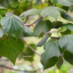 40 Dombeya ciliata Mahot blanc Malvaceae ENDEMIQUE La Réunion .jpeg
