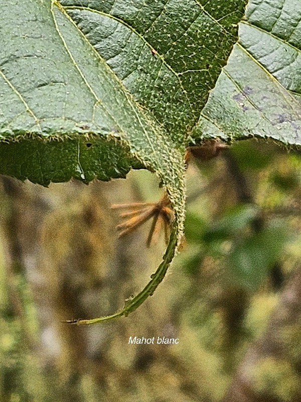 41 Dombeya ciliata Mahot blanc Malvaceae ENDEMIQUE La Réunion .jpeg