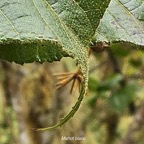 41 Dombeya ciliata Mahot blanc Malvaceae ENDEMIQUE La Réunion .jpeg