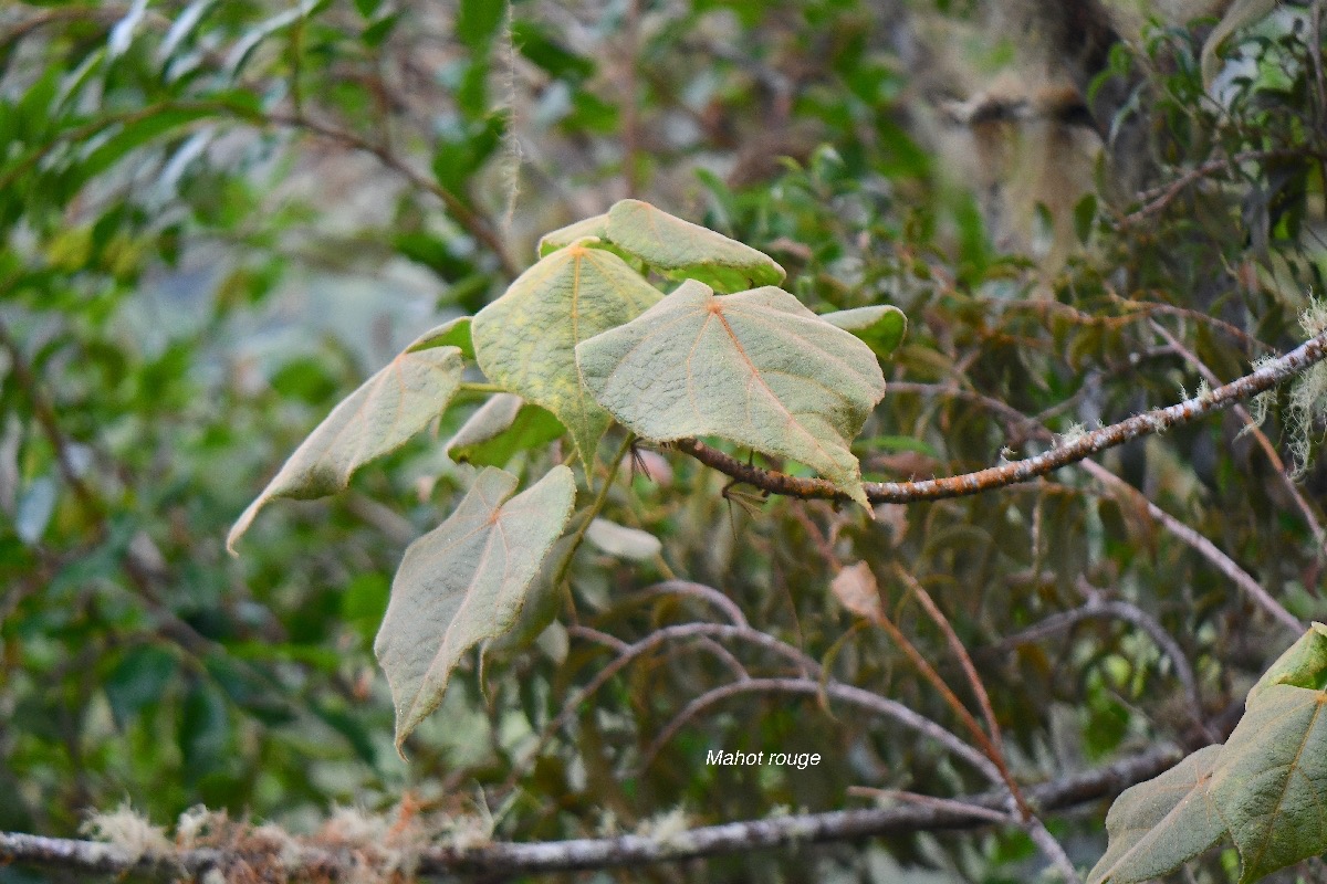42 Dombeya reclinata Mahot rouge Malvaceae ENDEMIQUE La Réunion .jpeg