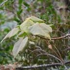 42 Dombeya reclinata Mahot rouge Malvaceae ENDEMIQUE La Réunion .jpeg