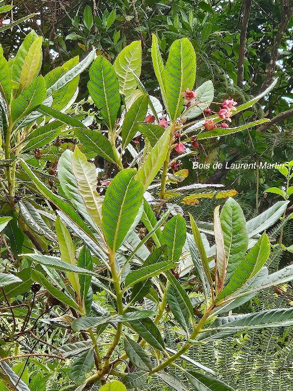 43 Forgesia racemosa Bois de Laurent -Martin Escalloniaceae ENDEMIQUE La Réunion .jpeg
