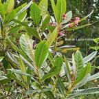 43 Forgesia racemosa Bois de Laurent -Martin Escalloniaceae ENDEMIQUE La Réunion .jpeg