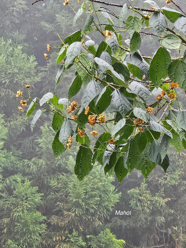 44 Dombeya elegans Mahot Malvaceae ENDEMIQUE La Réunion .jpeg