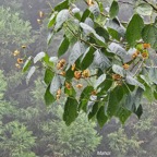 44 Dombeya elegans Mahot Malvaceae ENDEMIQUE La Réunion .jpeg