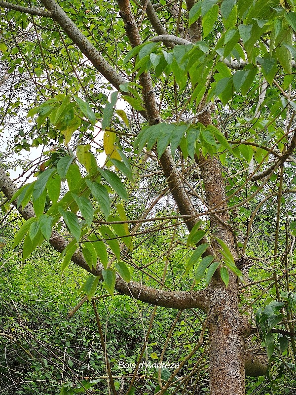 45 Trema orientalis Bois d'Andrèze Cannabaceae AMPHINATURALISE ENVAHISSANT .jpeg