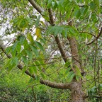 45 Trema orientalis Bois d'Andrèze Cannabaceae AMPHINATURALISE ENVAHISSANT .jpeg