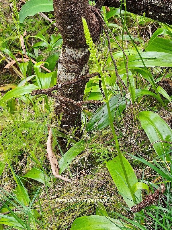 46 Benthamia chlorantha Orchidaceae ENDEMIQUE La Réunion, Maurice .jpeg