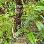 46 Benthamia chlorantha Orchidaceae ENDEMIQUE La Réunion, Maurice .jpeg