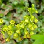 47 Benthamia chlorantha Orchidaceae ENDEMIQUE La Réunion, Maurice .jpeg