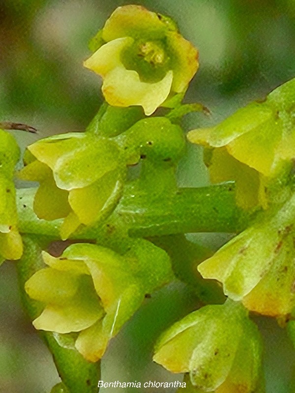 48 Benthamia chlorantha Orchidaceae ENDEMIQUE La Réunion, Maurice .jpeg