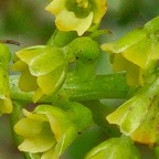 48 Benthamia chlorantha Orchidaceae ENDEMIQUE La Réunion, Maurice .jpeg