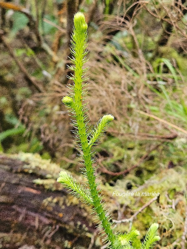 49 Lycopodiella cernua Fougère la mariée Lycopodiaceae INDIGENE La Réunion .jpeg
