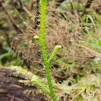 49 Lycopodiella cernua Fougère la mariée Lycopodiaceae INDIGENE La Réunion .jpeg