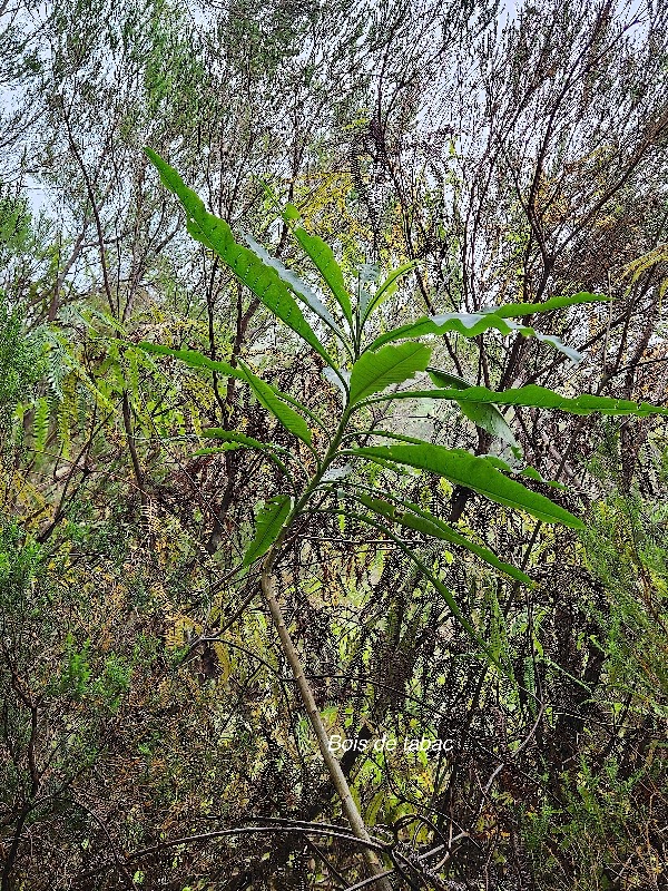 50 Psiadia laurifolia Bois de tabac Asteraceae ENDEMIQUE La Réunion .jpeg