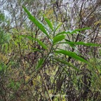 50 Psiadia laurifolia Bois de tabac Asteraceae ENDEMIQUE La Réunion .jpeg