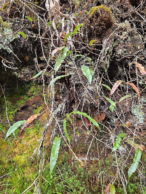 51 Oleandra distenta Fougère liane Oleandraceae INDIGENE La Réunion .jpeg