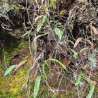 51 Oleandra distenta Fougère liane Oleandraceae INDIGENE La Réunion .jpeg