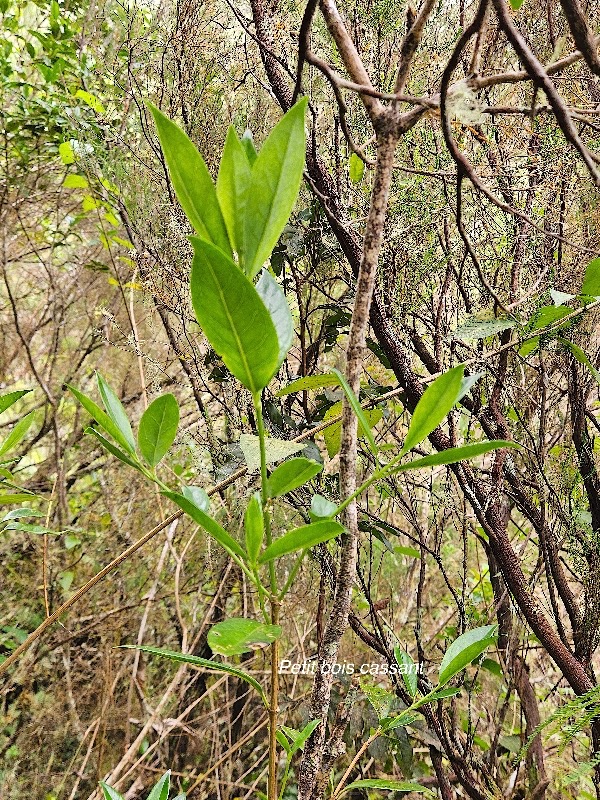 52 Geniostoma angustifolium Petit bois cassant Loganiaceae ENDEMIQUE La Réunion , Maurice .jpeg