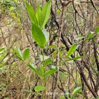 52 Geniostoma angustifolium Petit bois cassant Loganiaceae ENDEMIQUE La Réunion , Maurice .jpeg