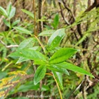53 Geniostoma angustifolium Petit bois cassant Loganiaceae ENDEMIQUE La Réunion, Maurice .jpeg