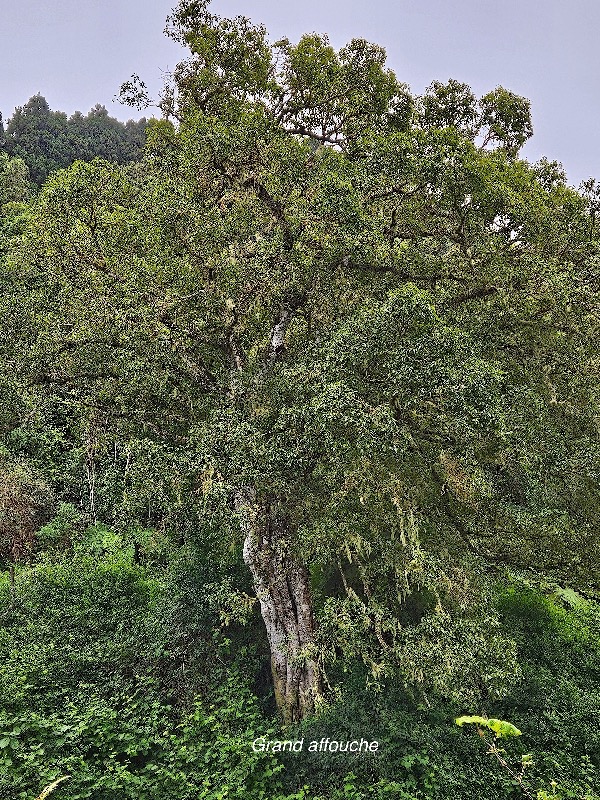 54 Ficus densifolia Grand affouche Moraceae ENDEMIQUE La Réunion, Maurice .jpeg