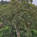 54 Ficus densifolia Grand affouche Moraceae ENDEMIQUE La Réunion, Maurice .jpeg