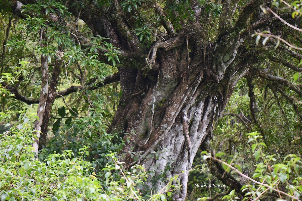 55 Ficus densifolia Grand affouche Moraceae ENDEMIQUE La Réunion, Maurice .jpeg